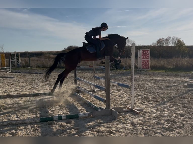 Trottatore Francese Castrone 8 Anni 167 cm Baio ciliegia in Berceni