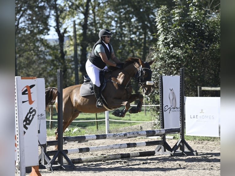Trottatore Francese Castrone 8 Anni 172 cm Sauro in Santander