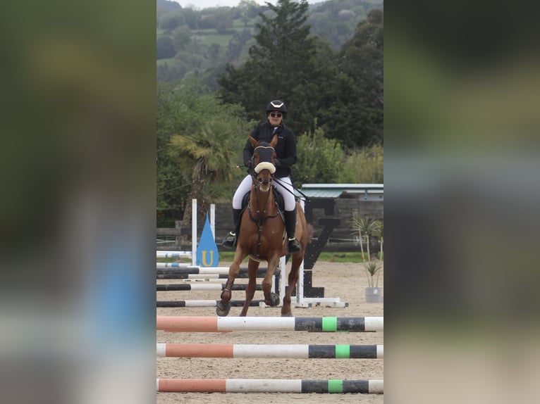 Trottatore Francese Castrone 8 Anni 172 cm Sauro in Santander