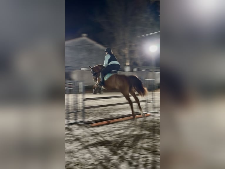 Trottatore Francese Castrone 8 Anni 172 cm Sauro in Santander