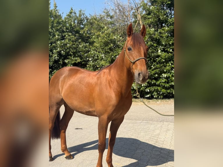 Trottatore Francese Castrone 8 Anni Sauro in Mägenwil