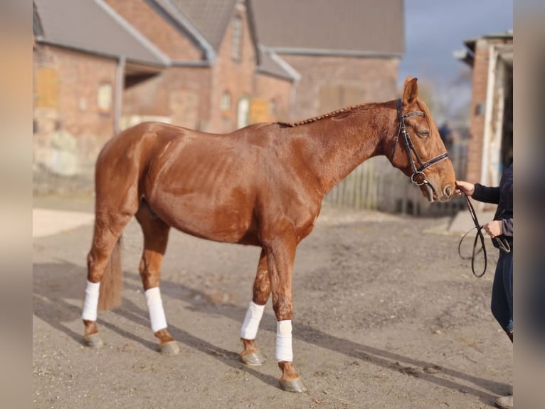 Trottatore Francese Castrone 9 Anni 158 cm Sauro in Moers