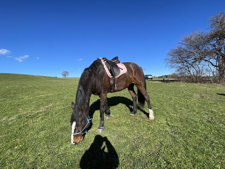 Trottatore Francese Castrone 9 Anni 162 cm Baio in Landsberg am Lech