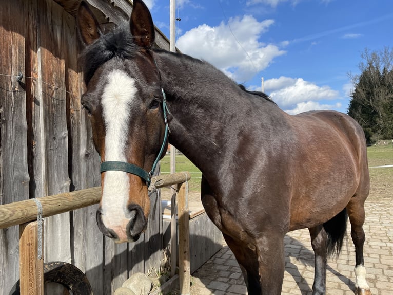 Trottatore Francese Castrone 9 Anni 162 cm Baio in Landsberg am Lech