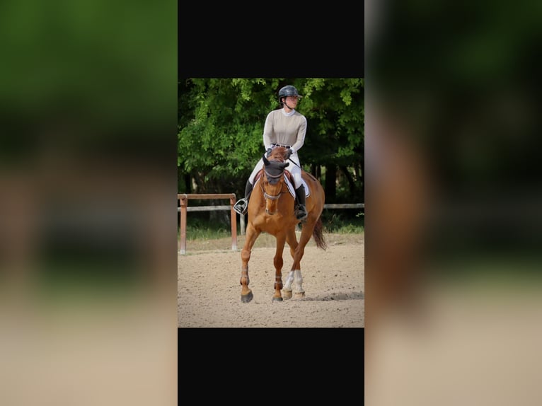 Trottatore Francese Castrone 9 Anni 167 cm Sauro in Fontainebleau