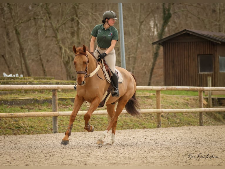 Trottatore Francese Castrone 9 Anni 167 cm Sauro in Fontainebleau
