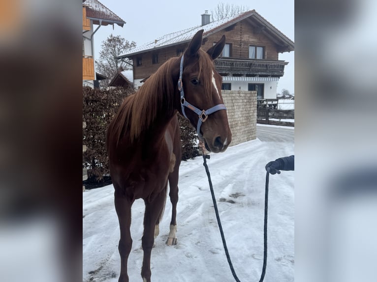 Trottatore Francese Castrone 9 Anni 168 cm Sauro in Bruckmühl