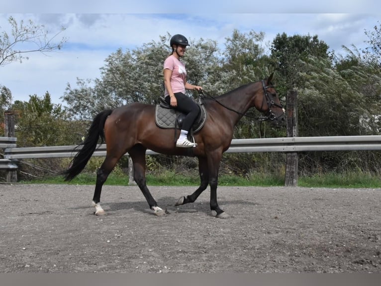 Trottatore Francese Giumenta 10 Anni 157 cm Baio in Arnstorf