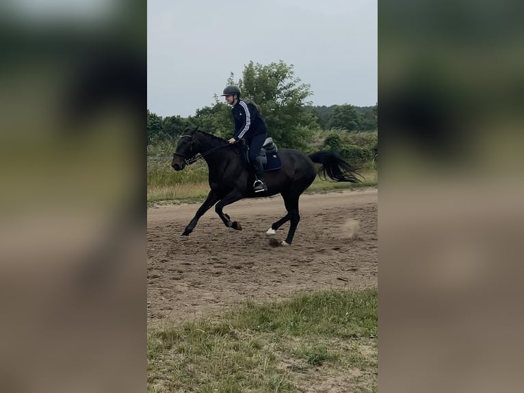 Trottatore Francese Giumenta 10 Anni 162 cm Baio scuro in Werder