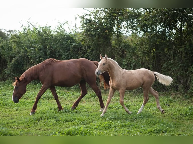 Trottatore Francese Giumenta 10 Anni 168 cm Sauro ciliegia in Ardenais