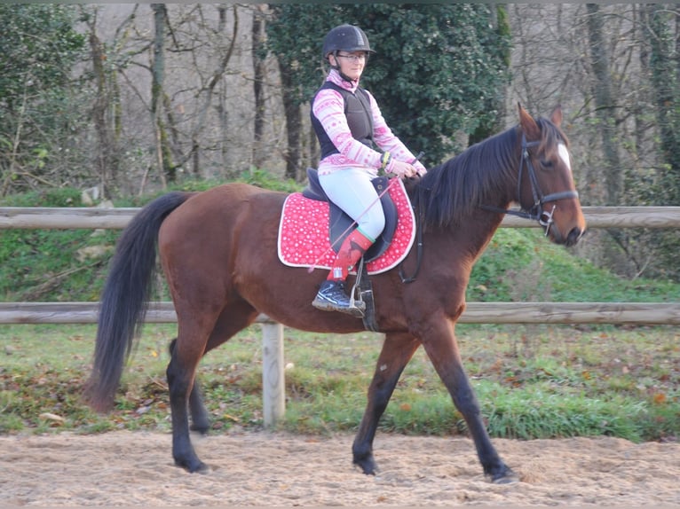 Trottatore Francese Giumenta 11 Anni 155 cm Baio in Saint-Romain-sous-Gourdon
