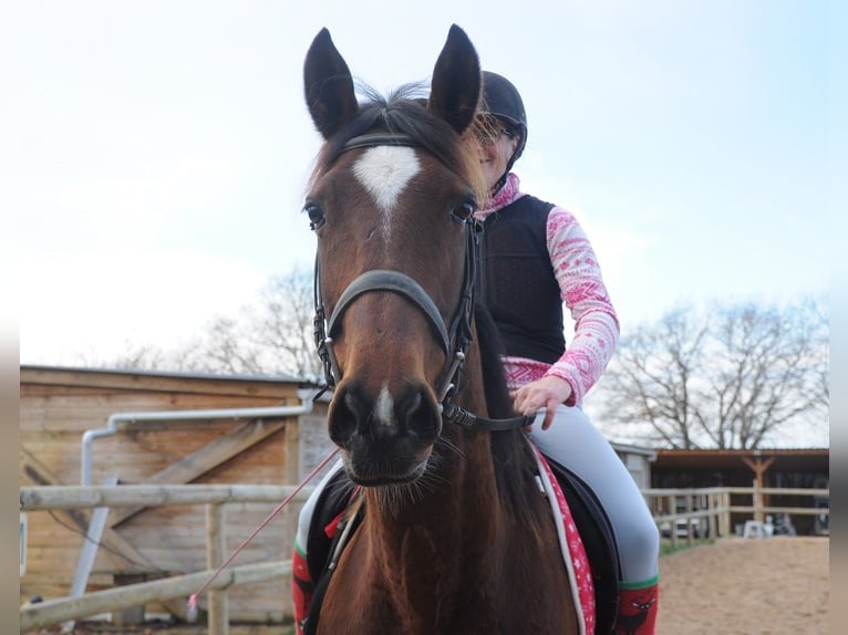 Trottatore Francese Giumenta 11 Anni 155 cm Baio in Saint-Romain-sous-Gourdon