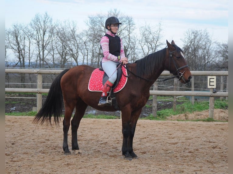 Trottatore Francese Giumenta 11 Anni 155 cm Baio in Saint-Romain-sous-Gourdon