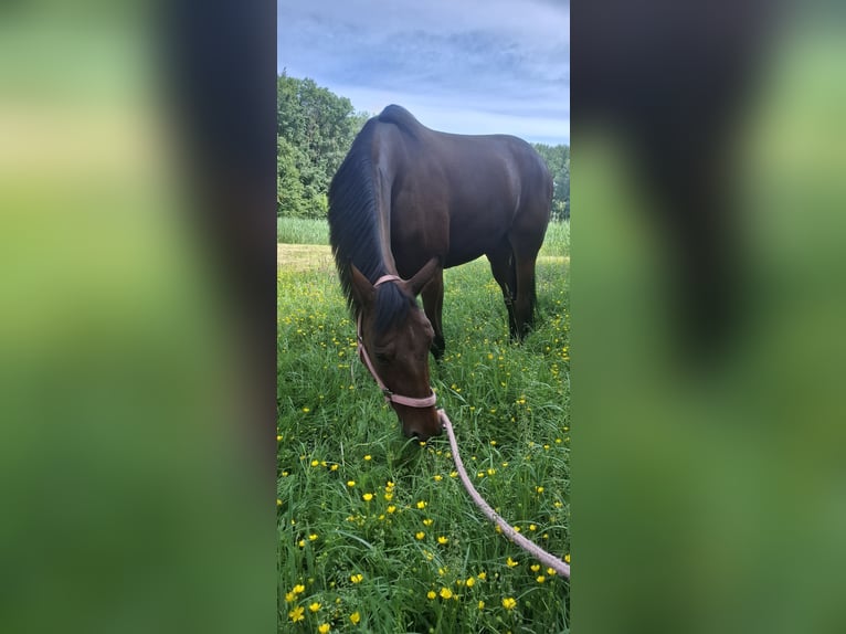 Trottatore Francese Giumenta 13 Anni 163 cm Baio scuro in Sgravenhage