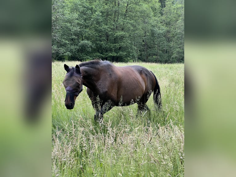 Trottatore Francese Giumenta 18 Anni 164 cm Baio scuro in Frammersbach