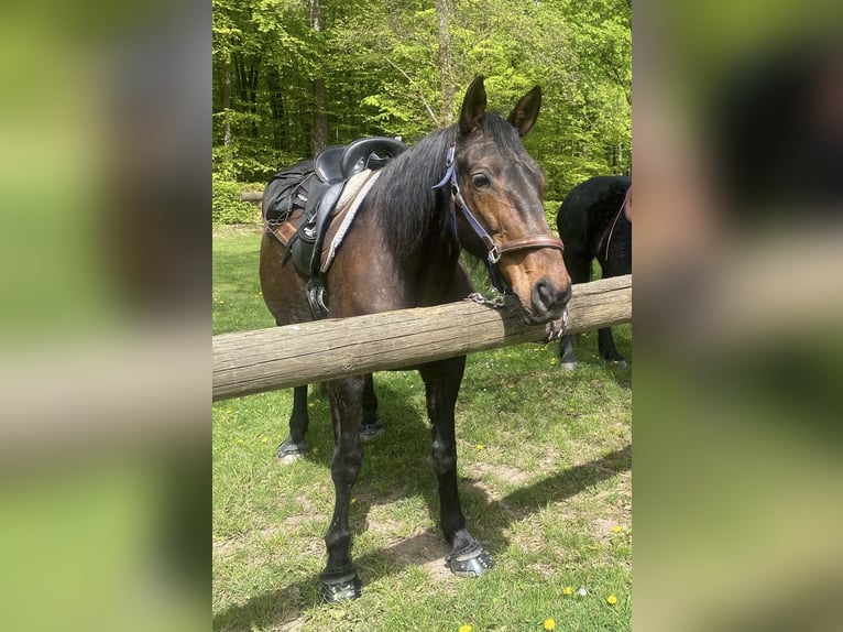 Trottatore Francese Giumenta 18 Anni 164 cm Baio scuro in Frammersbach