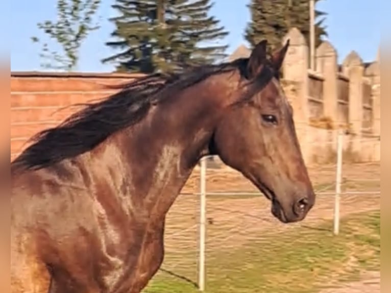 Trottatore Francese Giumenta 19 Anni 155 cm Baio in Otzberg