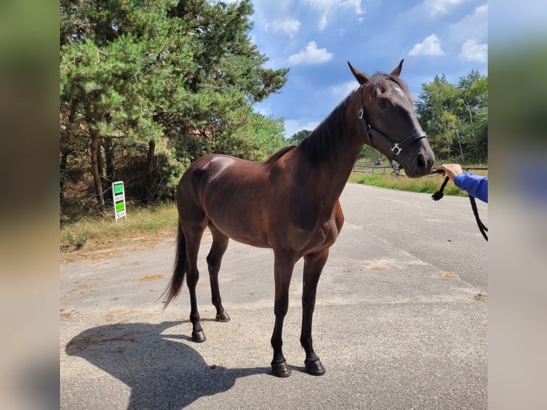 Trottatore Francese Giumenta 3 Anni 160 cm Morello in Kevelaer