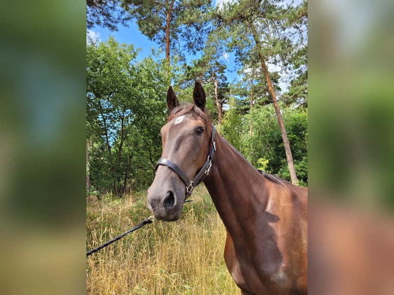 Trottatore Francese Giumenta 3 Anni 160 cm Morello in Kevelaer