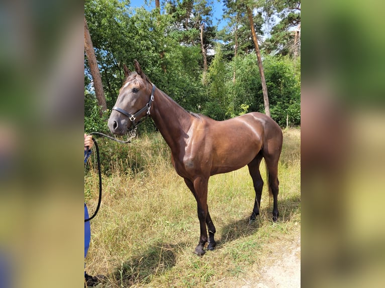 Trottatore Francese Giumenta 3 Anni 160 cm Morello in Kevelaer