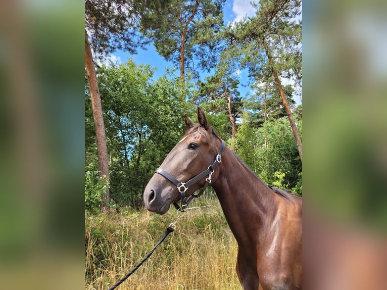 Trottatore Francese Giumenta 3 Anni 160 cm Morello in Kevelaer