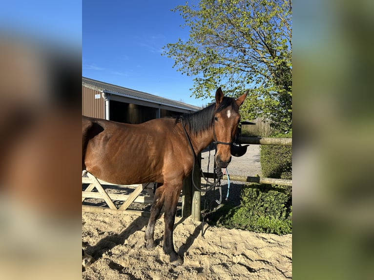 Trottatore Francese Giumenta 3 Anni 165 cm Baio in Preux-au-Sart