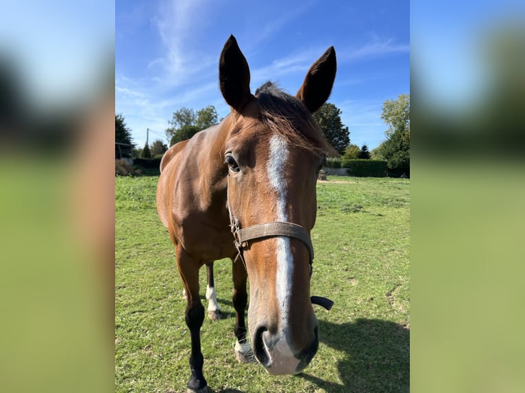 Trottatore Francese Giumenta 4 Anni 165 cm Baio in Beuzeville