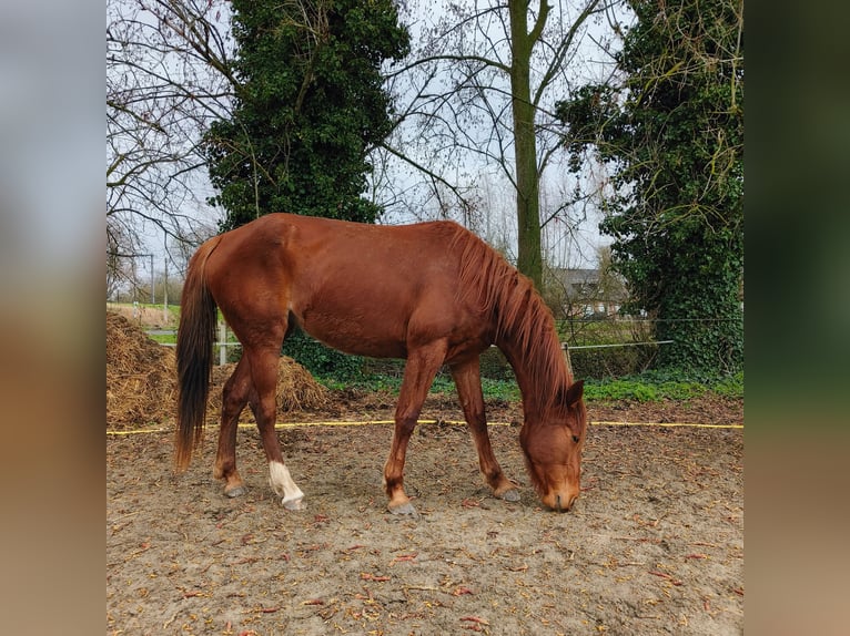 Trottatore Francese Giumenta 4 Anni 165 cm  in Vichte