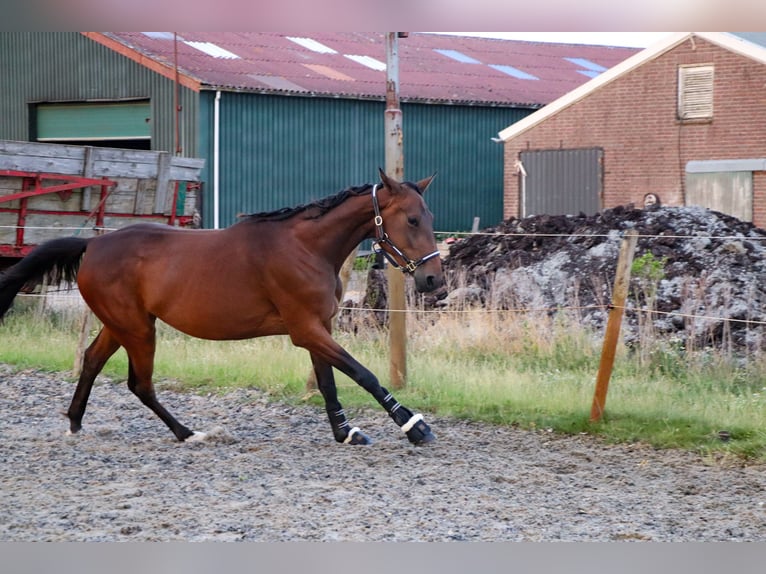 Trottatore Francese Giumenta 4 Anni 167 cm Baio scuro in Den bommel