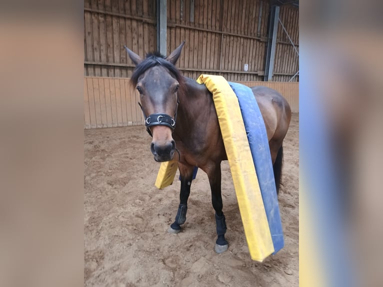 Trottatore Francese Giumenta 5 Anni 158 cm Baio in Lüneburg