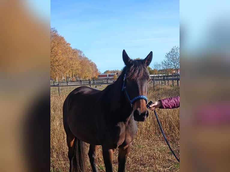 Trottatore Francese Giumenta 5 Anni 158 cm Baio in Lüneburg