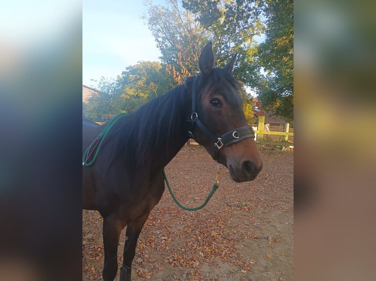 Trottatore Francese Giumenta 5 Anni 158 cm Baio in Lüneburg