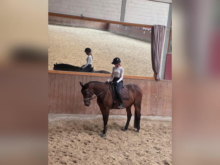 Trottatore Francese Giumenta 5 Anni 165 cm Baio in Ennigerloh
