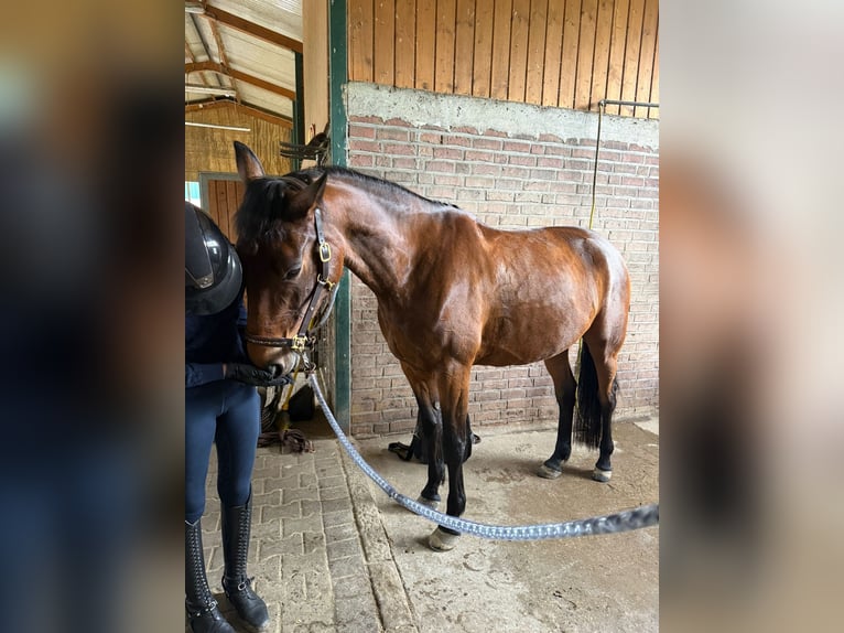 Trottatore Francese Giumenta 5 Anni 165 cm Baio in Ennigerloh