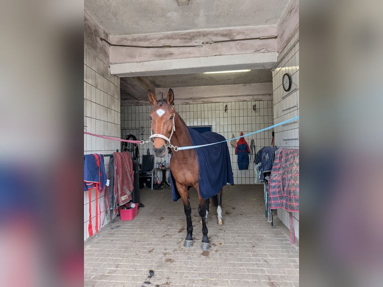 Trottatore Francese Giumenta 6 Anni 160 cm Baio in Gelsenkirchen