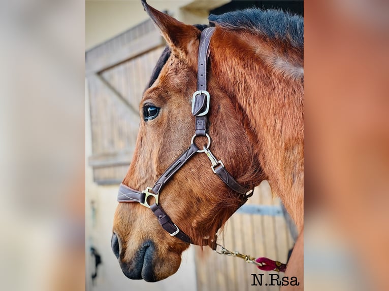 Trottatore Francese Giumenta 6 Anni 163 cm Baio in Manou