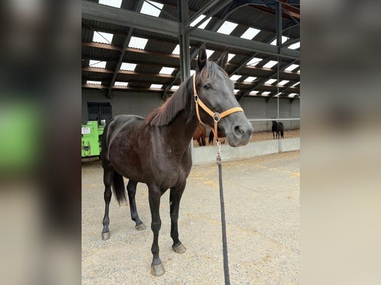 Trottatore Francese Giumenta 7 Anni 160 cm Morello in Heusden