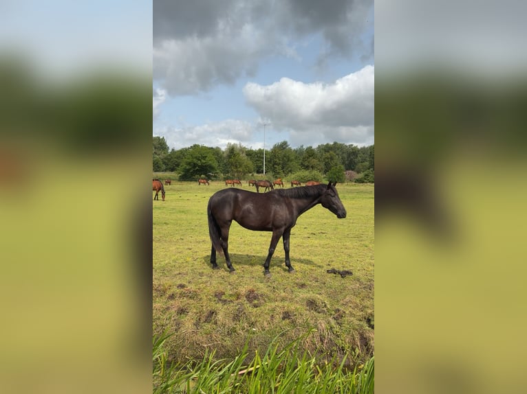 Trottatore Francese Giumenta 7 Anni 160 cm Morello in Heusden