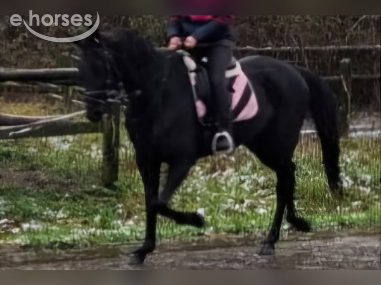 Trottatore Francese Giumenta 7 Anni 163 cm Baio nero in Kempen