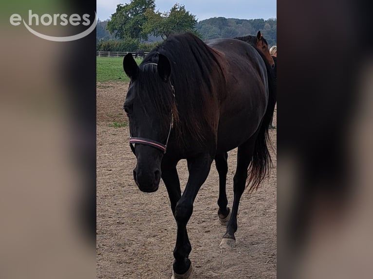 Trottatore Francese Giumenta 7 Anni 163 cm Baio nero in Kempen