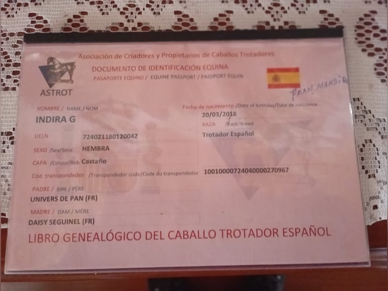 Trottatore Francese Giumenta 8 Anni 160 cm Baio in Ourense, Quintela De Leirado