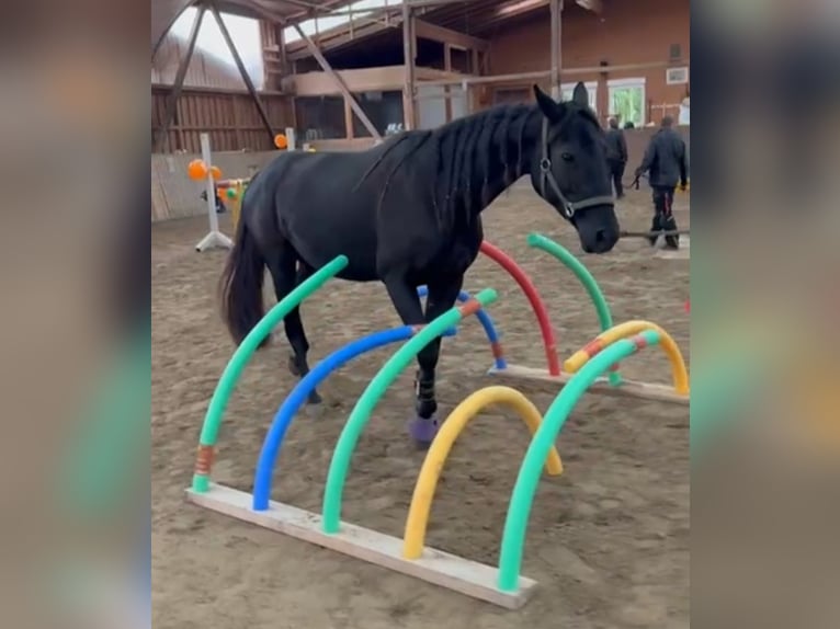 Trottatore Francese Giumenta 8 Anni 165 cm Baio scuro in Gensingen