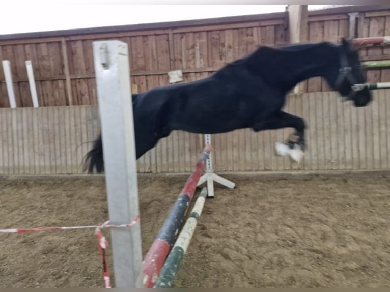 Trottatore Francese Giumenta 8 Anni 165 cm Baio scuro in Gensingen