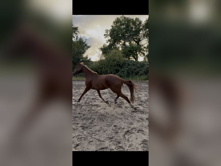 Trottatore Francese Giumenta 9 Anni 158 cm Sauro in Gelsenkirchen