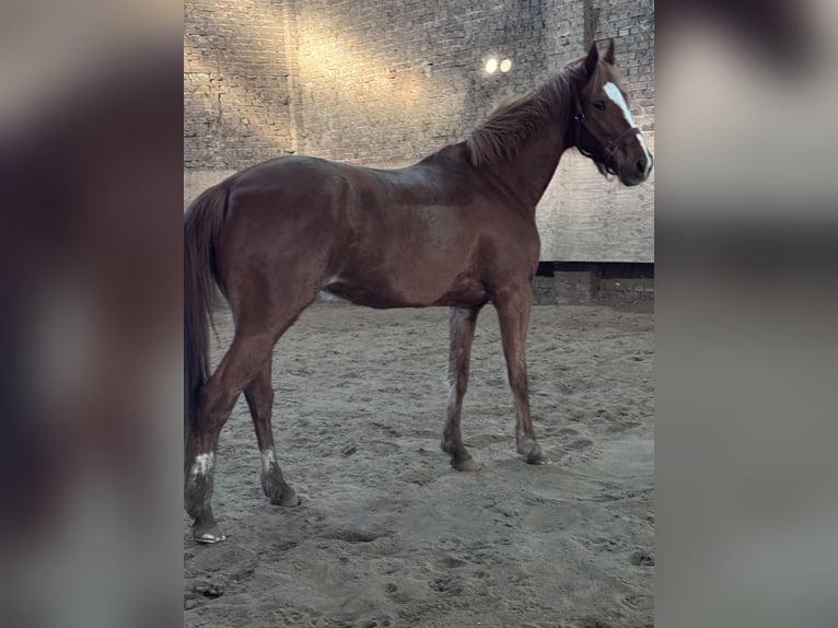 Trottatore Francese Giumenta 9 Anni 158 cm Sauro in Gelsenkirchen