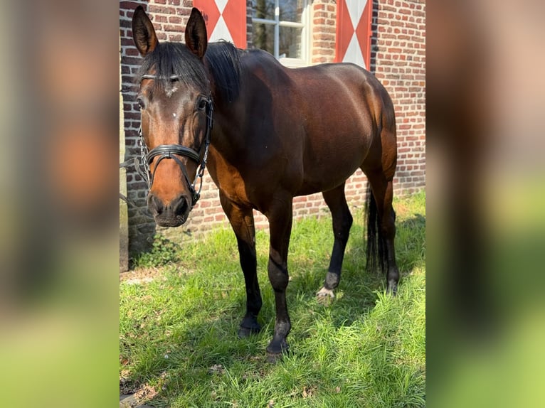 Trottatore Francese Giumenta 9 Anni 165 cm Baio in Geldern