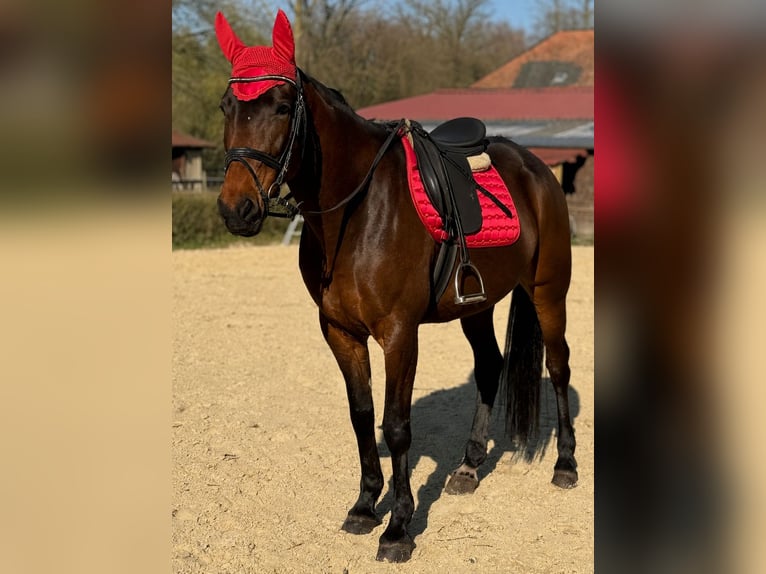 Trottatore Francese Giumenta 9 Anni 165 cm Baio in Geldern