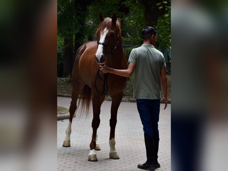 Trottatore Francese Stallone 11 Anni Sauro in Santa perpetua