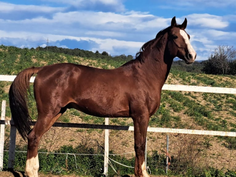 Trottatore Francese Stallone 11 Anni Sauro in Santa perpetua