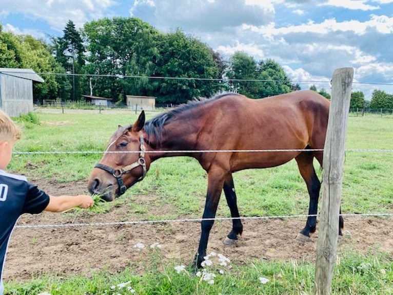 Trottatore Francese Stallone 3 Anni 150 cm Baio in Wiekevorst